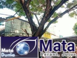 Dinas PU Banyuwangi Dinilai Acuh, Warga Resah dengan Pohon Besar yang Rentan Tumbang