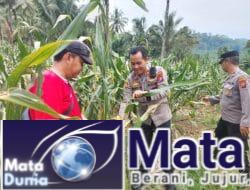 Tinjau lahan Jagung yang Siap Panen di Glenmore, Polresta Banyuwangi Dukung Ketahanan Pangan