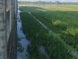 Ratusan Hektar Sawah di Kroya Cilacap Terendam Banjir Akibat Kali Tipar Lebih Tinggi dari Lahan Warga, Petani Desak Normalisasi Segera!
