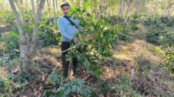 Aksi pengrusakan lahan dan penebangan liar tanaman kopi kembali terjadi oleh orang tak dikenal !