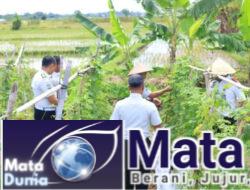 SAE Paswangi Lapas Banyuwangi Gelar Panen Semangka Jilid Dua