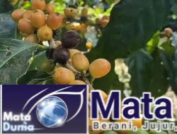 Banyuwangi Miliki Kopi Langka Jenis Yellow Caturra dan Yellow Bourbon Tumbuh Subur di Lereng Gunung Raung