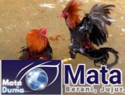 Aktivitas Judi Sabung Ayam di Blitar Berlanjut Selama Ramadhan, Warga Mendesak Tindakan Aparat Penegak Hukum