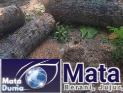 Penebangan Pohon di Lahan Sengketa (PKBR) Banyuwangi Diduga Ilegal, Aset Dalam Pengawasan Kejaksaan Negeri Banyuwangi