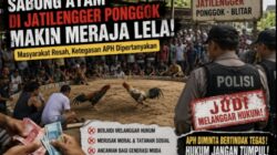 Sabung Ayam di Jatilengger Ponggok Kian Merajalela, Warga Resah: Ketegasan APH Dipertanyakan