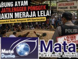 Sabung Ayam di Jatilengger Ponggok Kian Merajalela, Warga Resah: Ketegasan APH Dipertanyakan
