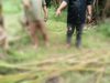Lembaga Swadaya Masyarakat Gerakan Masyarakat Bawah Indonesia (LSM GMBI) Distrik Banyuwangi Siap Kawal Pencurian Janur di Banyuwangi