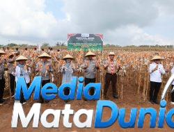 Jaga Surplus Pangan, Kapolda Jatim dan Bupati Ipuk Kembali Panen Raya Jagung di Banyuwangi